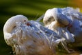 Beautiful horizontal shot of two white ducks hiding their heads in their wings Royalty Free Stock Photo