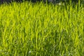 Beautiful horizontal texture of green Creeping Wild Rye grass is in summer