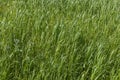 Beautiful horizontal texture of green Creeping Wild Rye grass is in summer