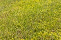 Beautiful horizontal texture of green Creeping Wild Rye grass and yellow buttercup or belida grass is in summer