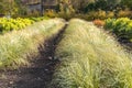 Beautiful horizontal texture of green and yellow ornamental grass Carex is in a garden in autumn Royalty Free Stock Photo