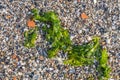 Beautiful horizontal texture of yellow sand with waves pebbles and shells and green algae is in the photo