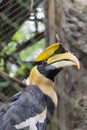 Beautiful hornbills Royalty Free Stock Photo