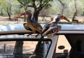 Beautiful hornbills sitting on a car door at an african national park Royalty Free Stock Photo