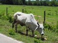 A beautiful horned bull walking around the grass on the road beside the fields