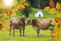 Beautiful horned cows on meadow at autumn
