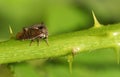 A beautiful Horned Froghopper Centrotus cornutus on the stem of a blackberry plant. Royalty Free Stock Photo