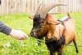 Beautiful horned goat chews grass given by farmer Royalty Free Stock Photo