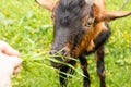 Beautiful horned goat chews grass given by farmer Royalty Free Stock Photo