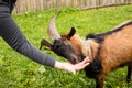 Beautiful horned goat chews grass given by farmer Royalty Free Stock Photo