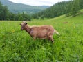 A beautiful horned goat perishes in the summer on green grass against the background of the Altai mountains. Mobile photo