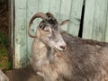 Beautiful horned goat in the rays of the sun