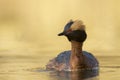 Beautiful horned grebe Podiceps auritus swimming on a small lake Royalty Free Stock Photo