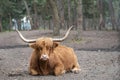 Beautiful horned Highland Cattle in a natural environment.