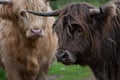 Beautiful horned Highland Cow in a natural rural setting