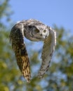 Beautiful horned owl flying Royalty Free Stock Photo