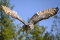 Beautiful horned owl flying