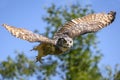 Beautiful horned owl flying