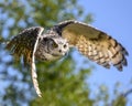 Beautiful horned owl flying Royalty Free Stock Photo