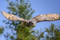 Beautiful horned owl flying Royalty Free Stock Photo