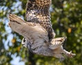 Beautiful horned owl flying Royalty Free Stock Photo