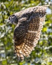 Beautiful horned owl flying Royalty Free Stock Photo