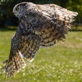 Beautiful horned owl flying Royalty Free Stock Photo