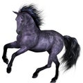 Beautiful Horse Royalty Free Stock Photo