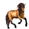Beautiful Horse Royalty Free Stock Photo