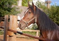 Beautiful horse abaft fence. Thoroughbred beautiful stallion. Portrait . Close up of the head horse