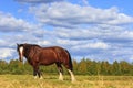 Beautiful horse amongst scenery Royalty Free Stock Photo