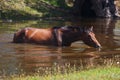 Beautiful horse bathed in small summer river Royalty Free Stock Photo