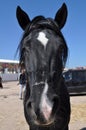 Beautiful horse Berbers in Morocco 5 - image jpeg Royalty Free Stock Photo