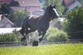 Beautiful horse breed irish cob running in field summer