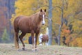 A beautiful horse in Cades Cove in Smoky Mountain National Park Royalty Free Stock Photo