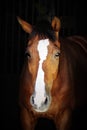 A beautiful horse in a dark room Royalty Free Stock Photo