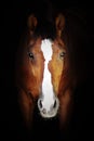 A beautiful horse in a dark room Royalty Free Stock Photo
