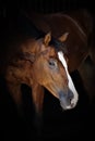 A beautiful horse in a dark room Royalty Free Stock Photo