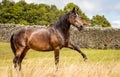 Beautiful horse doing spanish walk, outdoors on grass Royalty Free Stock Photo