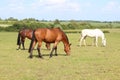 Beautiful horse eating grass in greeny Royalty Free Stock Photo