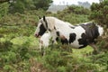 A stunning Horse Equus ferus caballus and her sweet foal standing together in heathland. Royalty Free Stock Photo