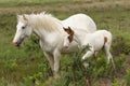 A stunning Horse Equus ferus caballus and her sweet foal standing together in heathland. Royalty Free Stock Photo