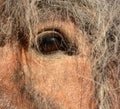 Beautiful horse eye on closeup Royalty Free Stock Photo