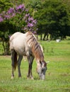 Beautiful horse feeding on grass Royalty Free Stock Photo
