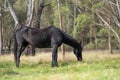 Beautiful Horse in a field on a farm in Australia. Horses in a meadow