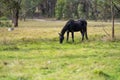 Beautiful Horse in a field on a farm in Australia. Horses in a meadow