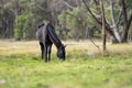 Beautiful Horse in a field on a farm in Australia. Horses in a meadow