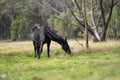 Beautiful Horse in a field on a farm in Australia. Horses in a meadow