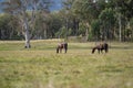 Beautiful Horse in a field on a farm in Australia. Horses in a meadow