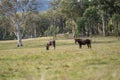 Beautiful Horse in a field on a farm in Australia. Horses in a meadow